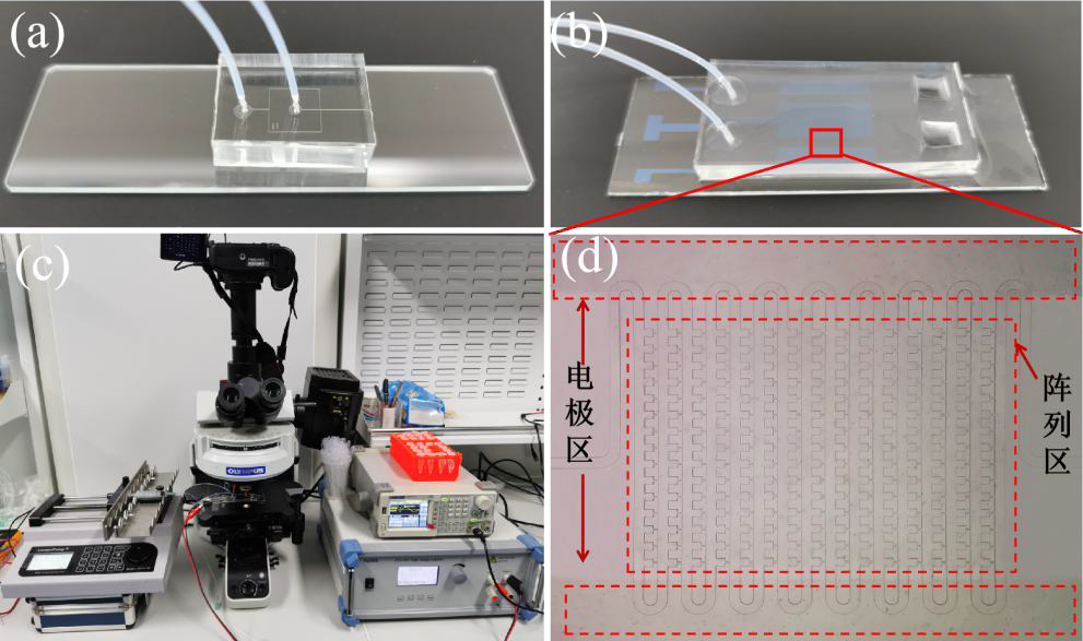 電壓放大器在液滴微流控芯片的功能研究中的應用