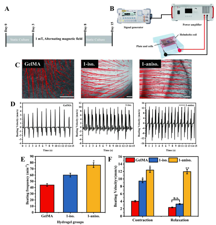 用于心肌細(xì)胞磁刺激的交變磁場(chǎng)刺激裝置