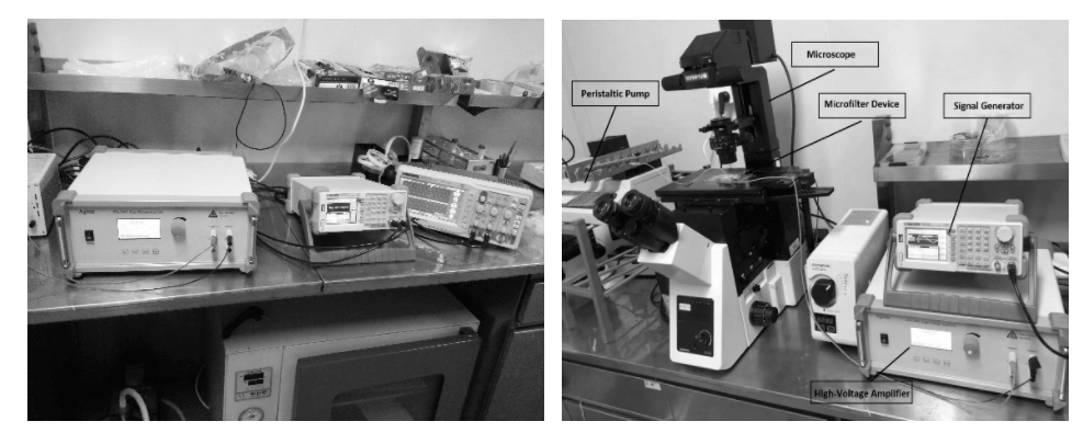 功率放大器在介電電泳力多級細胞分選中的應用